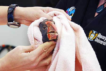 takahe-moa-2008-01.jpg